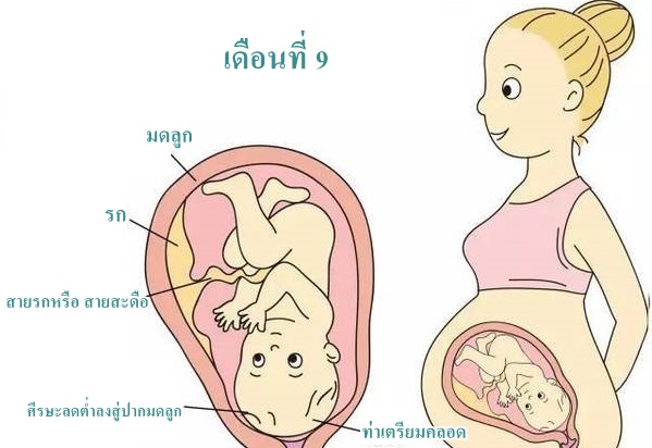 ตั้งครรภ์ 9 เดือน (ท้อง 9 เดือน)