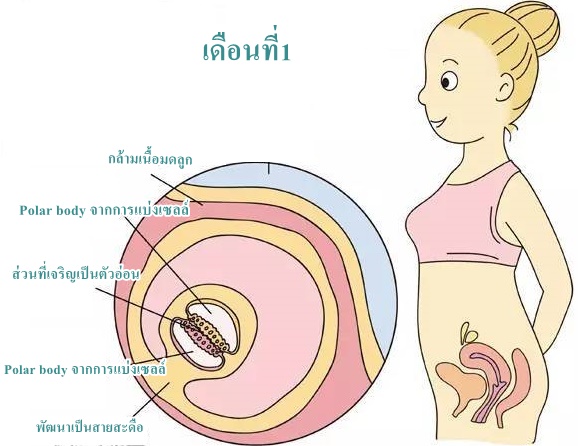 สุขภาพครรภ์  การตั้งครรภ์เดือนที่1 และ พัฒนาการทารกในครรภ์