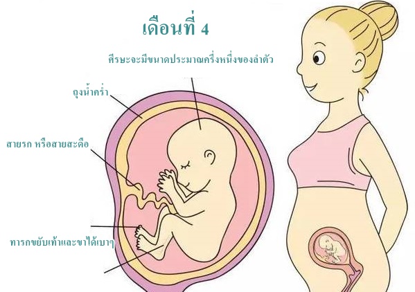 การตั้งครรภ์เดือนที่4 และ พัฒนาการทารกในครรภ์