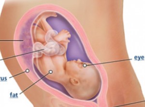 พัฒนาการทารกในครรภ์ 29 สัปดาห์