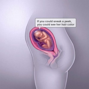 พัฒนาการทารกในครรภ์26 สัปดาห์