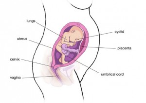 พัฒนาการทารกในครรภ์ 25 สัปดาห์