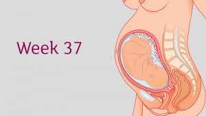 การตั้งครรภ์และพัฒนาการทารกในครรภ์ อายุครรภ์ 37 สัปดาห์ 