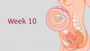 การตั้งครรภ์และพัฒนาการทารกในครรภ์ อายุครรภ์ 10 สัปดาห์