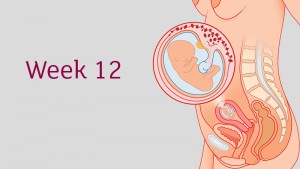 การตั้งครรภ์และ พัฒนาการทารกในครรภ์ อายุครรภ์ 12 สัปดาห์
