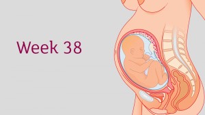 การตั้งครรภ์ และพัฒนาการทารกในครรภ์ อายุครรภ์ 38 สัปดาห์ 