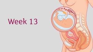 การตั้งครรภ์และ พัฒนาการทารกในครรภ์ อายุครรภ์ 13 สัปดาห์