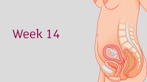 การตั้งครรภ์และ พัฒนาการทารกในครรภ์ อายุครรภ์ 14 สัปดาห์