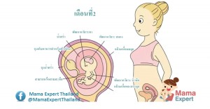 ตั้งครรภ์ 2 เดือน (ท้อง 2 เดือน) การเปลี่ยนแปลงของแม่และพัฒนาการทารกในครรภ์ขณะตั้งครรภ์ 2 เดือน