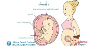 ตั้งครรภ์ 4 เดือน (ท้อง 4 เดือน) การเปลี่ยนแปลงของแม่และพัฒนาการทารกในครรภ์ขณะตั้งครรภ์ 4 เดือน