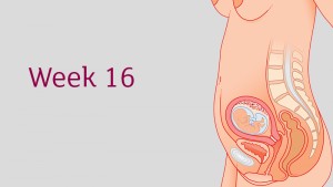 การตั้งครรภ์และ พัฒนาการทารกในครรภ์ อายุครรภ์ 16 สัปดาห์