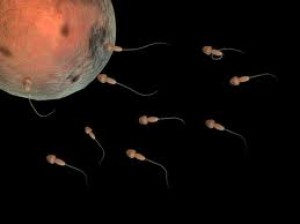การทำอิ๊กซี่ (ICSI – Intracytoplasmic sperm injection)