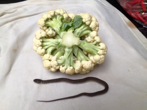 เเชร์ประสบการณ์ งูเห่าในดอกผักกาดขาว