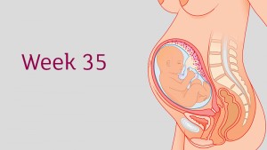 การตั้งครรภ์ และ พัฒนาการทารกในครรภ์ อายุครรภ์ 35 สัปดาห์ 
