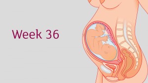 อายุครรภ์36 สัปดาห์ แม่และลูกน้อยในครรภ์เป็นอย่างไร