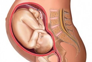 พัฒนาการทารกในครรภ์ 33 สัปดาห์