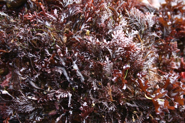 bacon-seaweed02