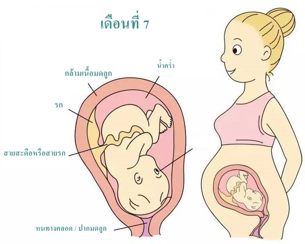 สุขภาพครรภ์ การตั้งครรภ์เดือนที่ 7 และ พัฒนาการทารกในครรภ์