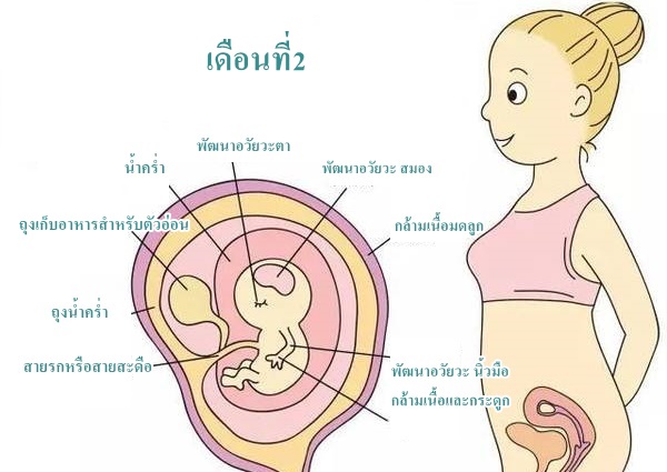 สุขภาพครรภ์ การตั้งครรภ์เดือนที่2 และ พัฒนาการทารกในครรภ์