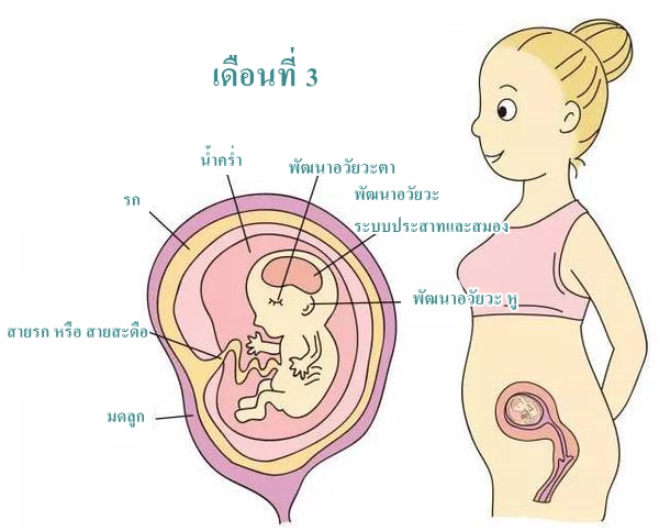 สุขภาพครรภ์  การตั้งครรภ์เดือนที่ 3 และพัฒนาการทารกในครรภ์