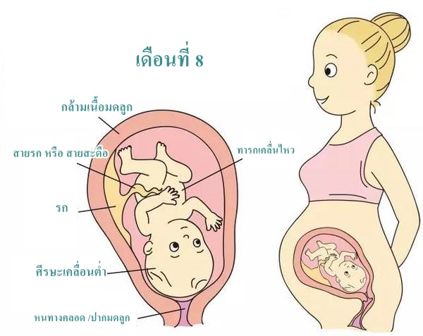 สุขภาพครรภ์ การตั้งครรภ์เดือนที่ 8 และ พัฒนาการทารกในครรภ์