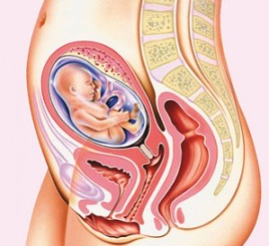พัฒนาการทารกในครรภ์ 24 สัปดาห์