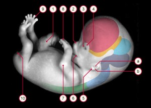 พัฒนาการ การสร้างอวัยวะของตัวอ่อนในครรภ์ 4-8 สัปดาห์