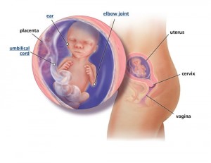 พัฒนาการทารกในครรภ์ 18 สัปดาห์