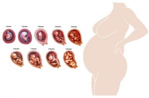พัฒนาการทารกในครรภ์ 14 สัปดาห์