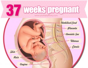 พัฒนาการทารกในครรภ์ 38 สัปดาห์