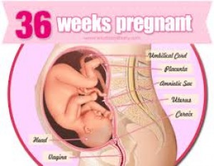 พัฒนาการทารกในครรภ์ 37 สัปดาห์